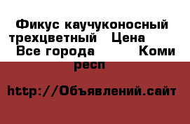 Фикус каучуконосный трехцветный › Цена ­ 500 - Все города  »    . Коми респ.